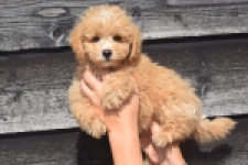 Maltipoo (reu) 29378