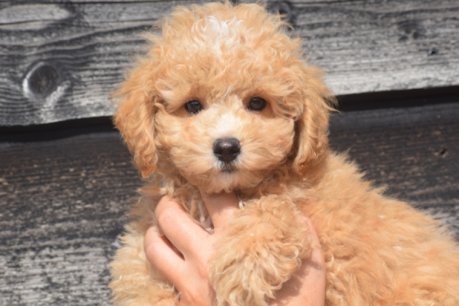 Maltipoo (reu) 29378
