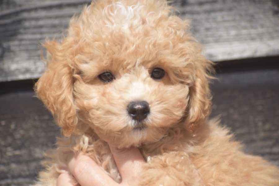 Maltipoo (reu) 29378