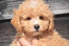 Maltipoo (reu) 29378