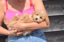 Maltipoo (reu) 29378