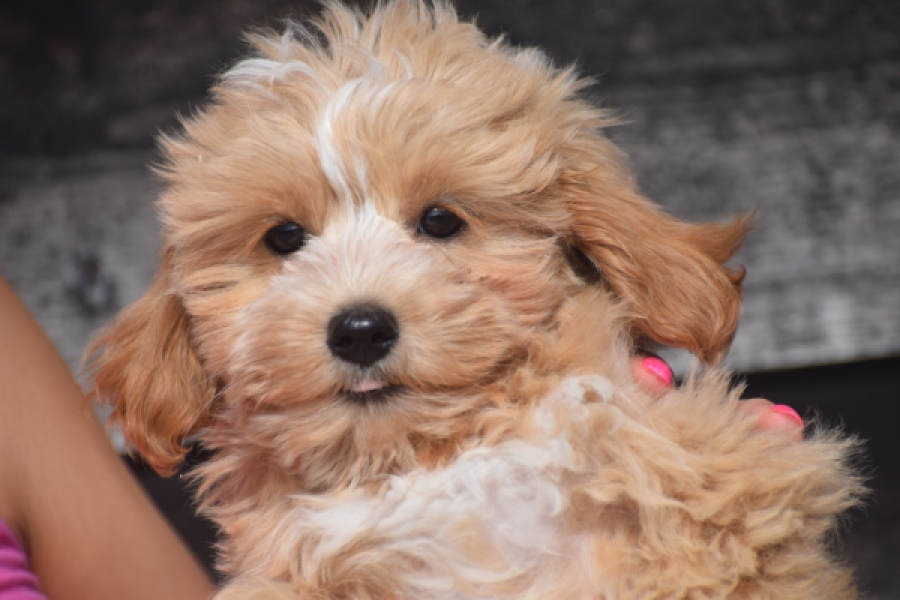 Maltipoo (reu) 29432