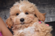 Maltipoo (reu) 29432