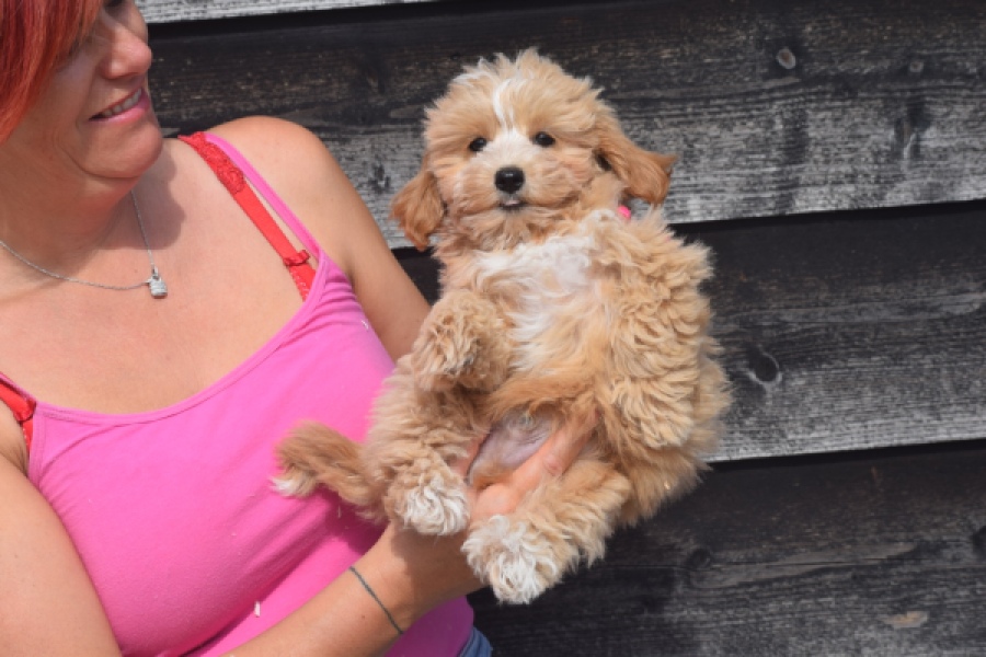 Maltipoo (reu) 29432
