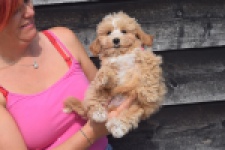 Maltipoo (reu) 29432