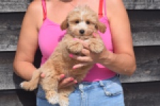 Maltipoo (reu) 29432