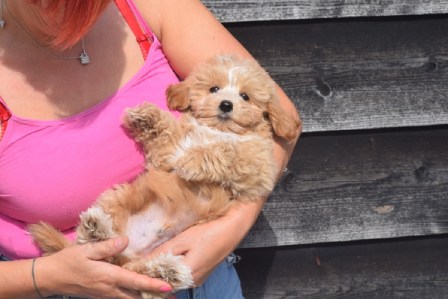 Maltipoo (reu) 29432