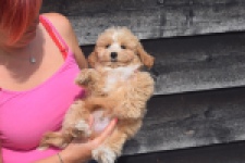 Maltipoo (reu) 29432