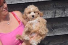Maltipoo (reu) 29432