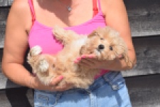 Maltipoo (reu) 29430