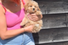 Maltipoo (reu) 29430