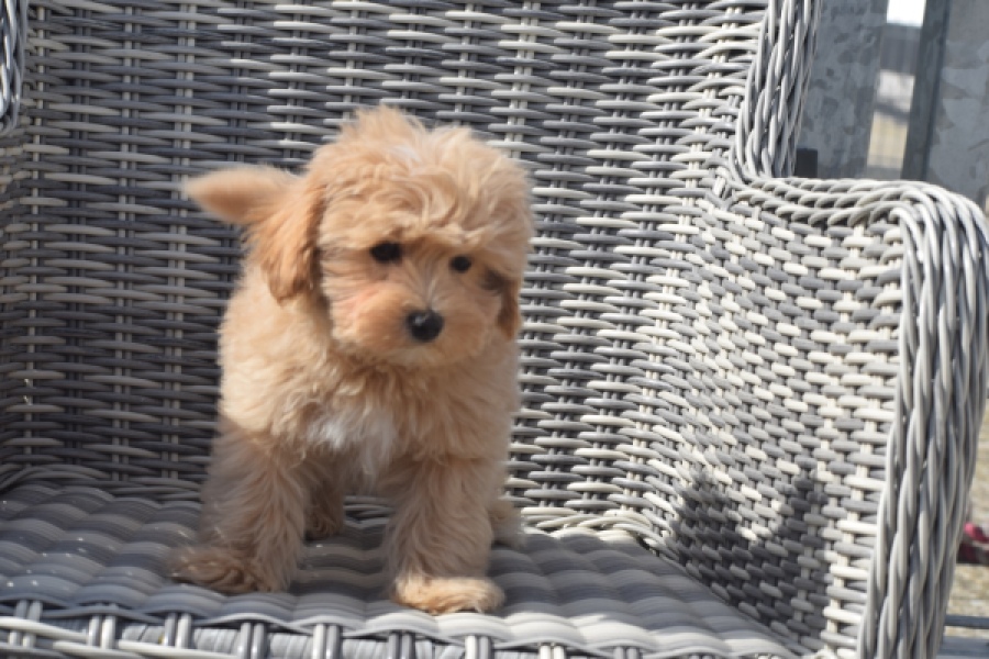 Maltipoo (reu) 29430