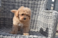 Maltipoo (reu) 29430