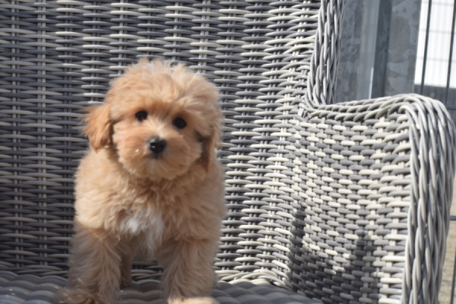 Maltipoo (reu) 29430