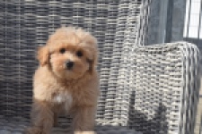 Maltipoo (reu) 29430