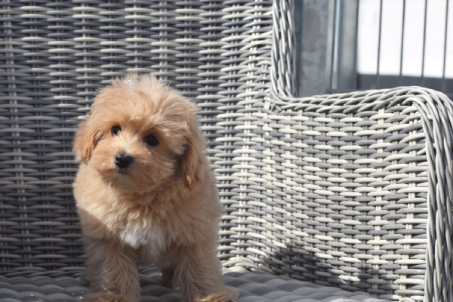 Maltipoo (reu) 29430
