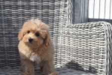 Maltipoo (reu) 29430