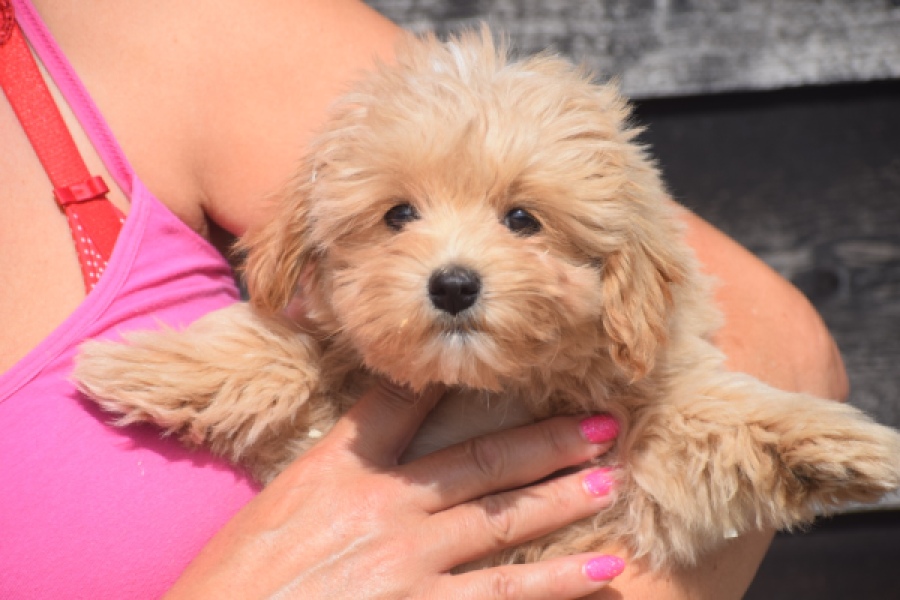 Maltipoo (reu) 29430