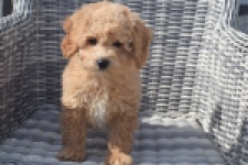 Maltipoo (reu) 29362