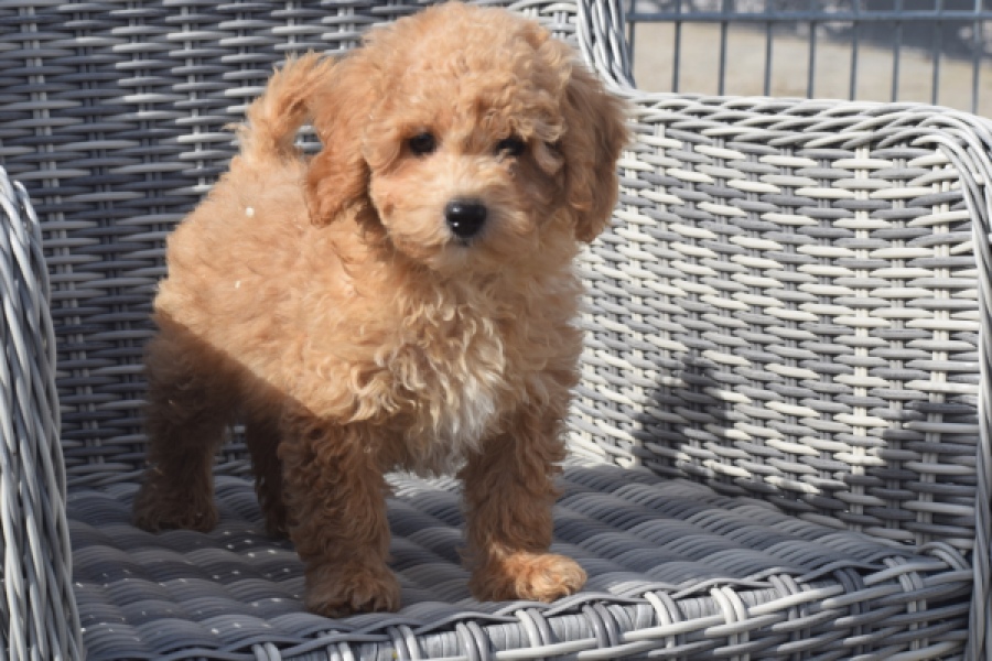 Maltipoo (reu) 29362