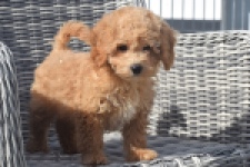 Maltipoo (reu) 29362