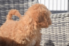 Maltipoo (reu) 29362