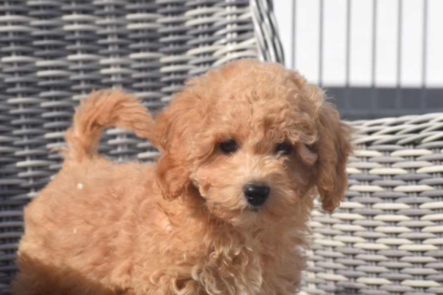 Maltipoo (reu) 29362