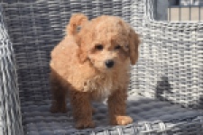 Maltipoo (reu) 29362