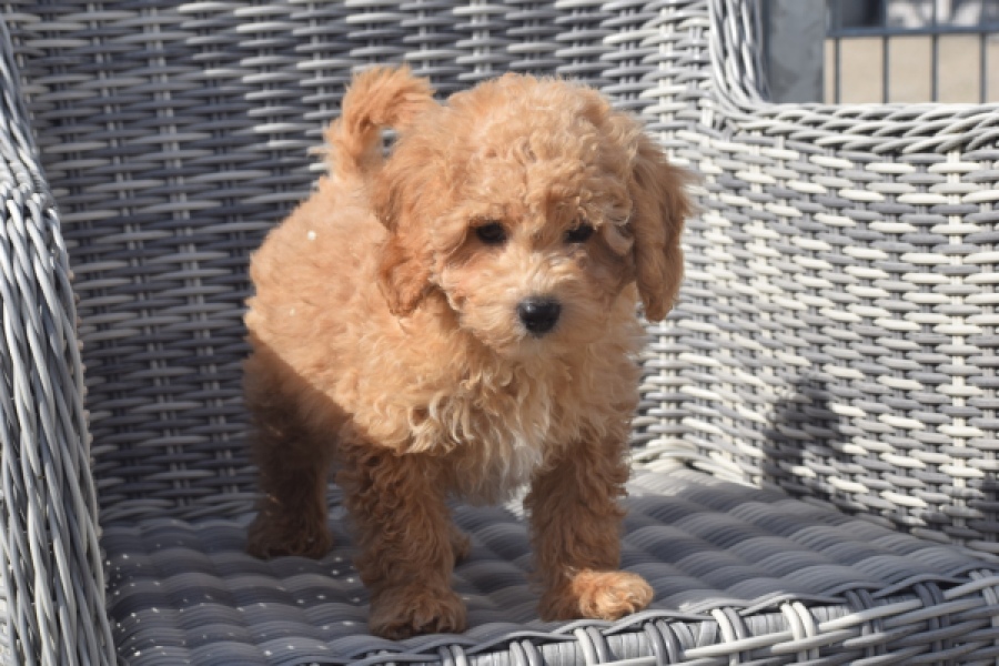 Maltipoo (reu) 29362