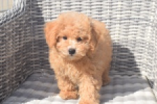 Maltipoo (reu) 29421