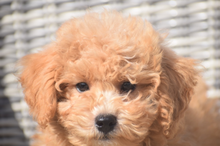 Maltipoo (reu) 29421