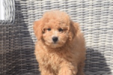 Maltipoo (reu) 29421