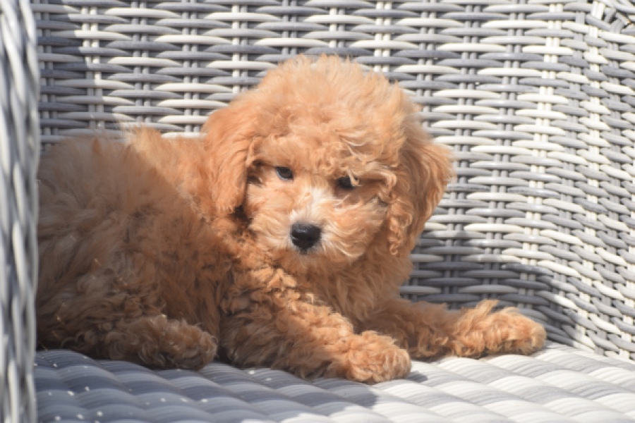 Maltipoo (reu) 29421