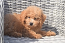 Maltipoo (reu) 29421