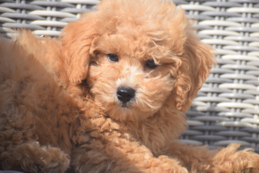 Maltipoo (reu) 29421
