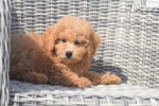 Maltipoo (reu) 29421
