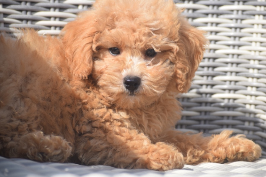 Maltipoo (reu) 29421