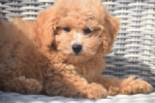 Maltipoo (reu) 29421