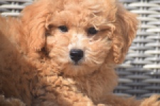 Maltipoo (reu) 29421