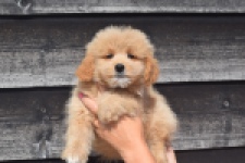 Maltipoo (reu) 29435