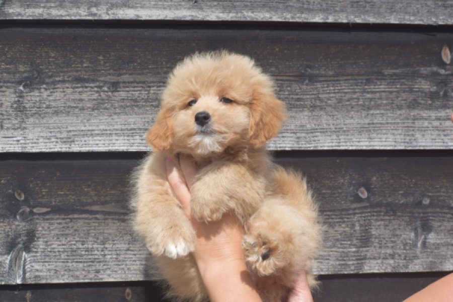 Maltipoo (reu) 29435