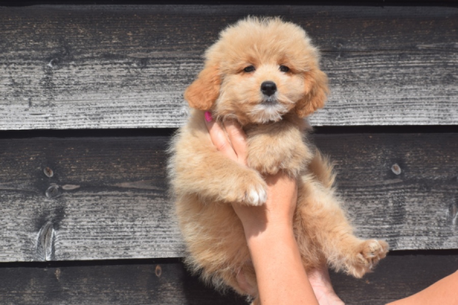 Maltipoo (reu) 29435