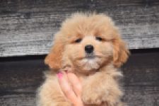 Maltipoo (reu) 29435