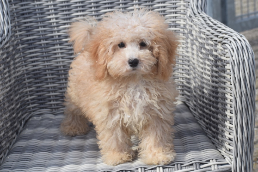 Maltipoo (teef) 29433