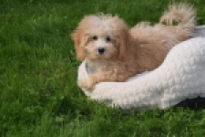 Maltipoo (teef) 29433