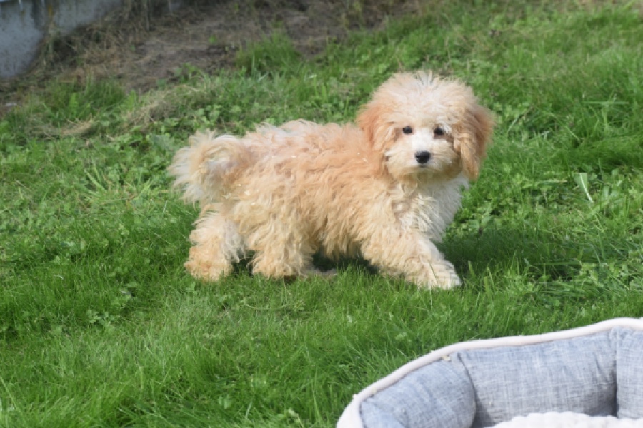 Maltipoo (teef) 29433