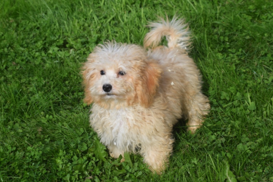Maltipoo (teef) 29433