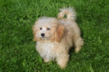 Maltipoo (teef) 29433
