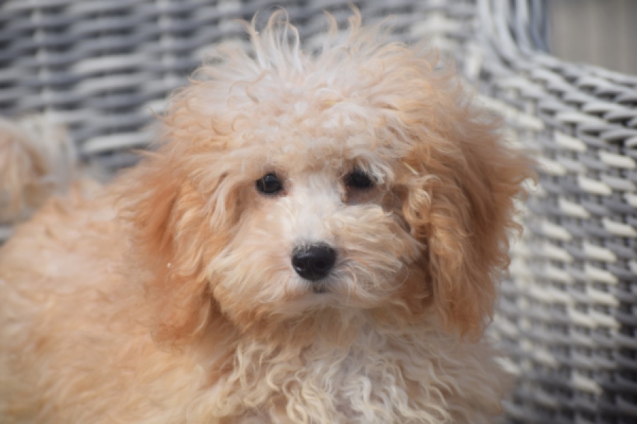 Maltipoo (teef) 29433