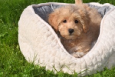Maltipoo (reu) 29437